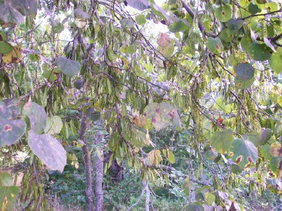 northern catalpa ozarks eureka springs arkansas