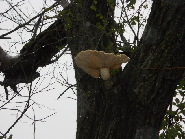 Mushroom Fungus Siberian Elm Ozark Arkansas