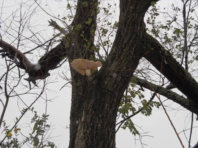 Tree Fungus Mushroom Siberian Elm Arkansas Ozarks