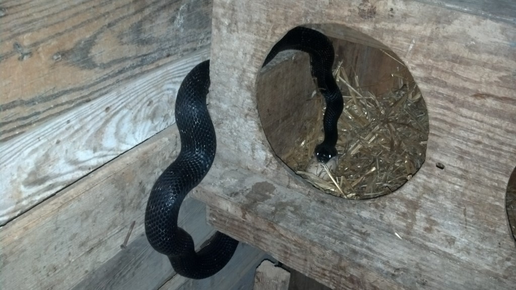 Eureka Springs Arkansas Black Rat Snake Eggs