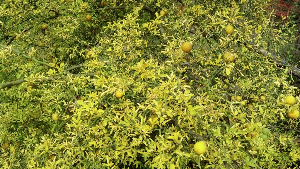 2013 Lemon Trees
