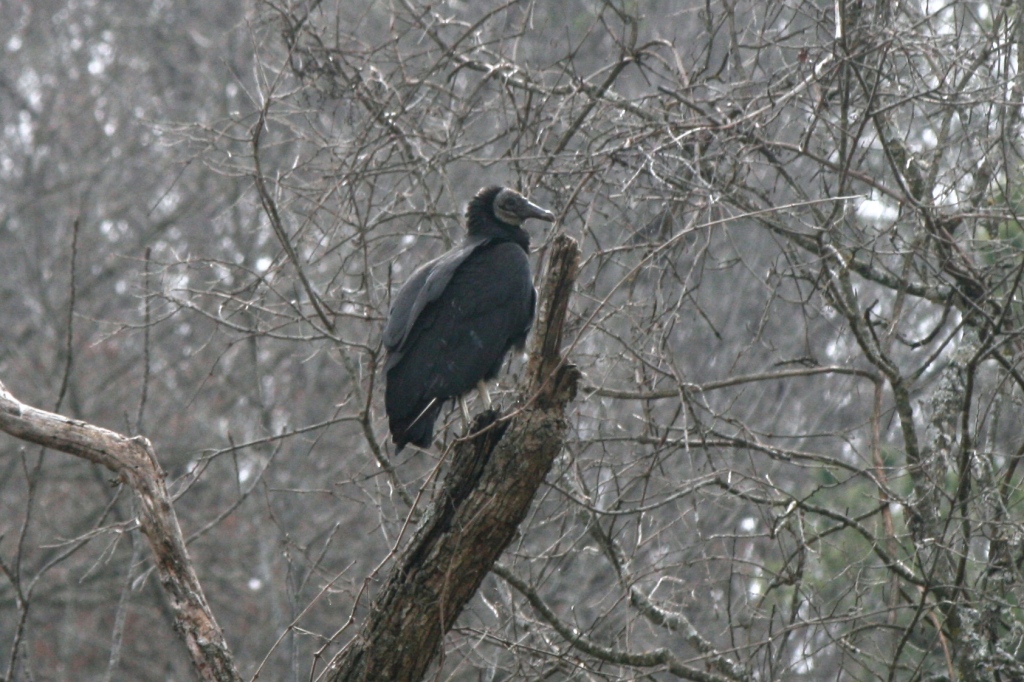 Black Vulture Eureka Springs Arkansas