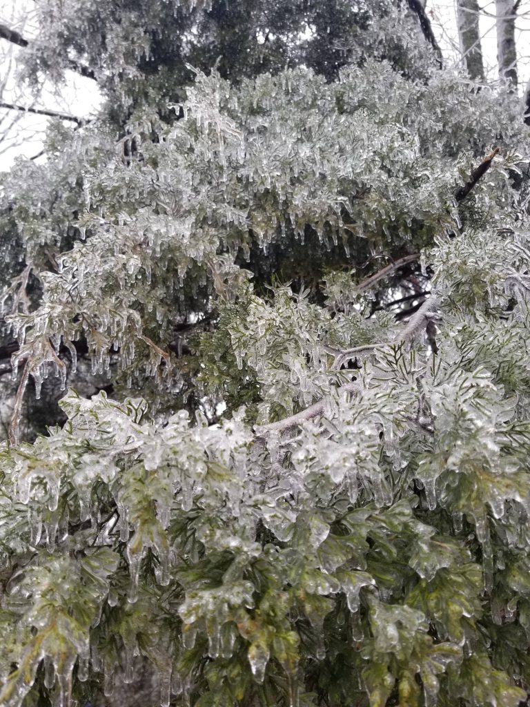 Ice on the cedar trees
