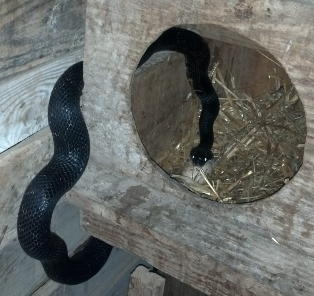 Black snake in the henhouse on July 4, 2013 near Eureka Springs in the Arkansas Ozarks